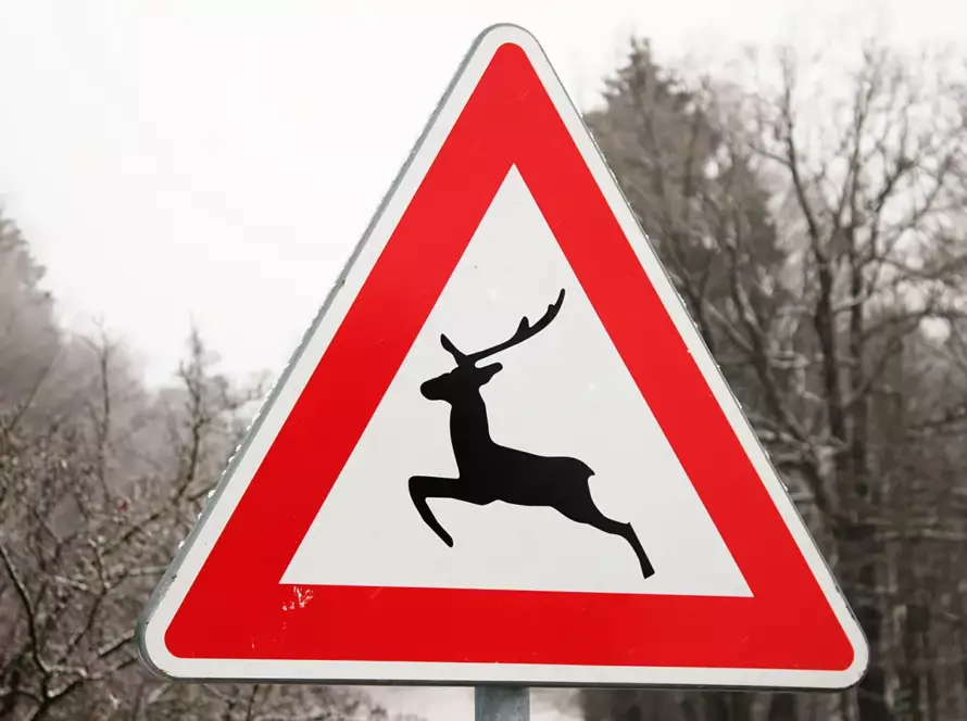 srážka se zvěří