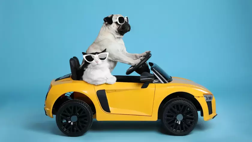 O pejskovi a kočičce. Jak je pojistit, aby vás zlomená packa nebo rozkousaná kabelka nezruinovaly