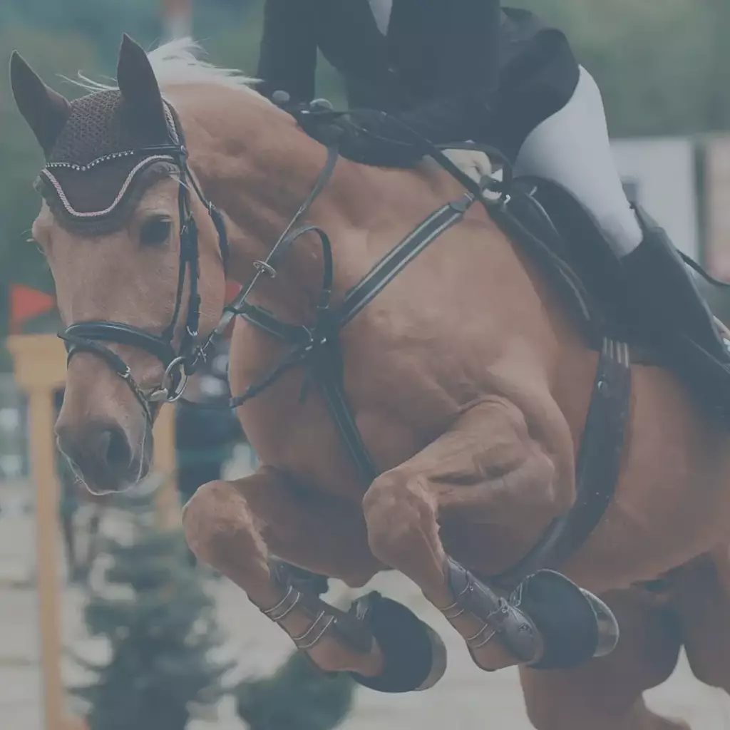 Péče o profesionální sportovce - jezdectví